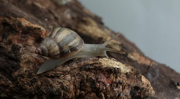 Espécie de caracol 