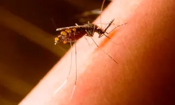 Formas silenciosas de malária desafiam planos de eliminação da doença no Brasil