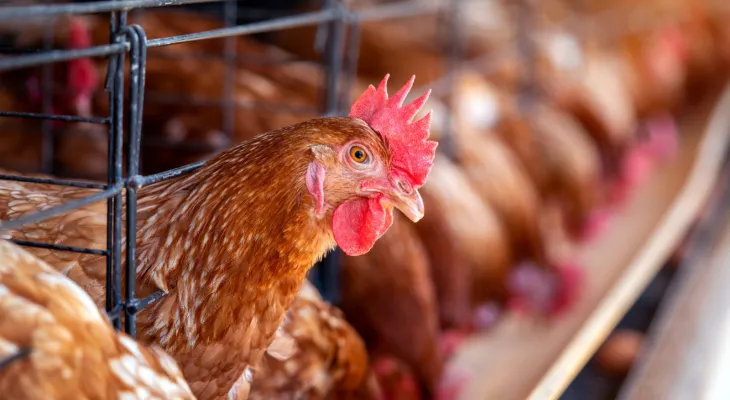 FAO: caso de gripe aviária no Brasil marca nova etapa do vírus