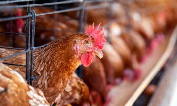 China e União Europeia suspendem compra de frango do Brasil temporariamente