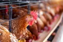 China e União Europeia suspendem compra de frango do Brasil temporariamente