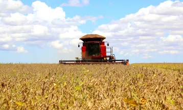 Agricultura: Vazio sanitário da soja no Paraná começa em junho