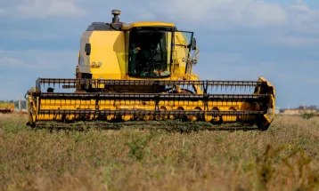 Colheita de feijão preto marca início da produção do primeiro produto da agricultura urbana