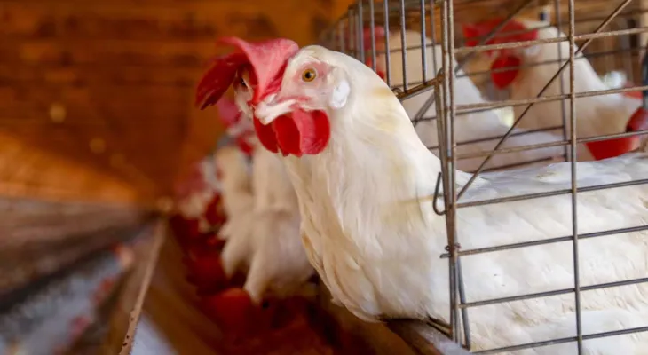 Gripe aviária: Aumenta o número de países que restringiram a compra do frango brasileiro