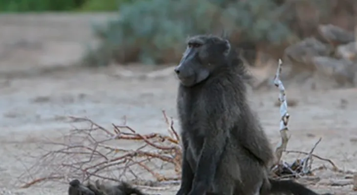 Como os animais reagem à morte de seus filhotes?