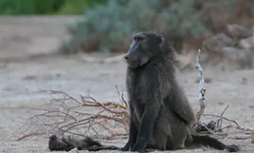 Como os animais reagem à morte de seus filhotes?