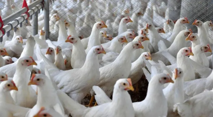 Paraná eleva exportações de carne de peru e fatura US$ 22,6 milhões no quadrimestre