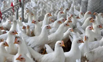 Influenza Aviária: Secretaria da Agricultura e Proteína Animal emite nota oficial