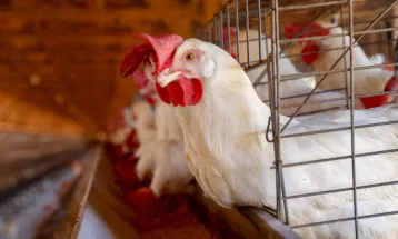 Ministério da Agricultura emite nova atualização sobre a suspensão de exportações em razão da gripe aviária