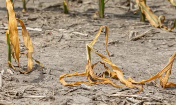 Governo decreta emergência hídrica no Paraná diante de estiagem prolongada