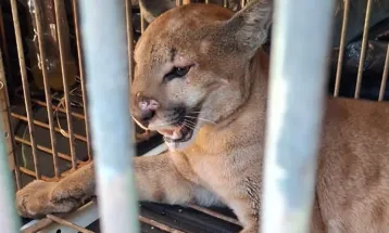 Técnicos do IAT capturam e soltam, no mesmo dia, onça-parda encontrada em sítio de Marialva