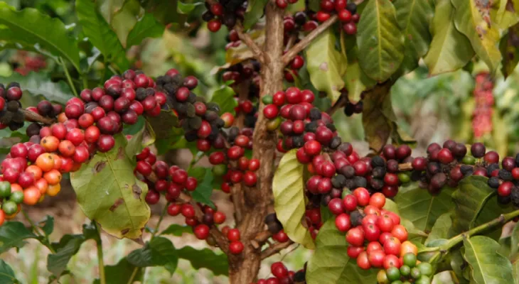 Alerta nas lavouras: FAEP pede reforço na segurança contra furtos de café