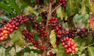 Alerta nas lavouras: FAEP pede reforço na segurança contra furtos de café