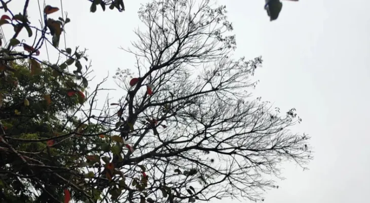Frente fria chega a Cascavel com chuva, queda nas temperaturas e risco de geada