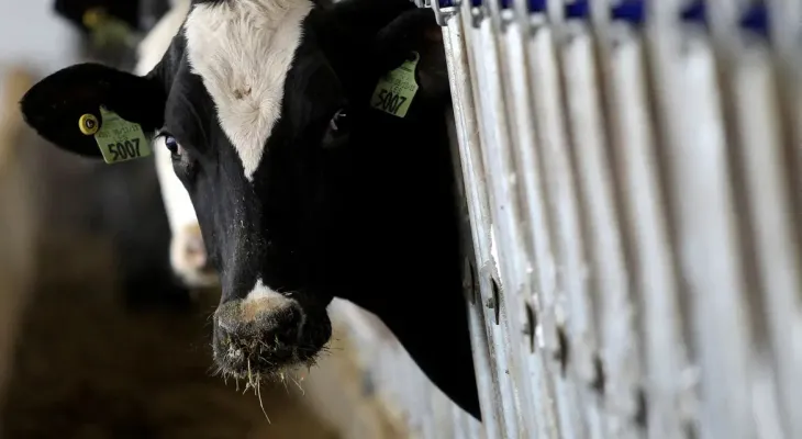 País recebe status internacional como livre de febre aftosa sem vacina