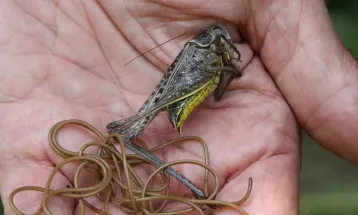 Vermes que controlam mentes: o terror real que assombra o mundo dos insetos