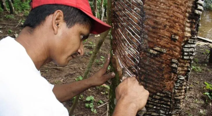 Projeto busca facilitar acesso de populações extrativistas ao crédito rural