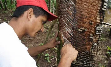 Projeto busca facilitar acesso de populações extrativistas ao crédito rural