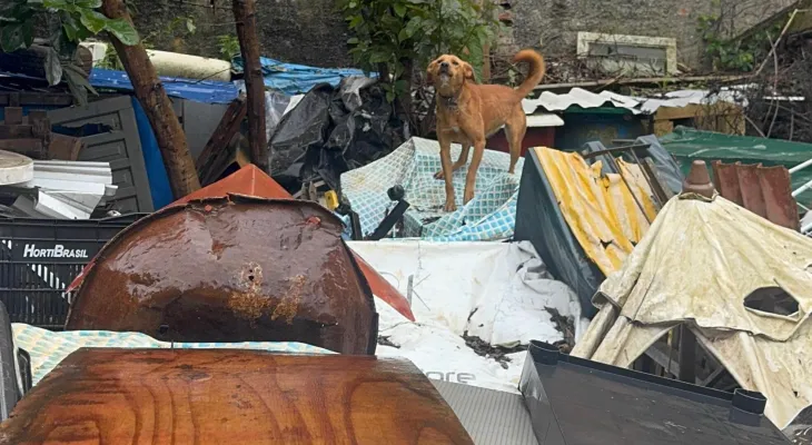 Projeto de lei quer obrigar agressor a bancar todo o tratamento de animal vítima de maus-tratos