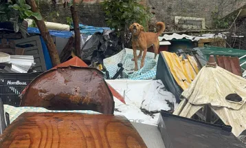 Polícia Civil prende mulher por maus-tratos e resgata 18 cães