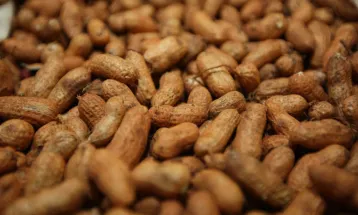 Junho é tempo de festa e colheita: amendoim brilha nas mesas e nas lavouras do Paraná