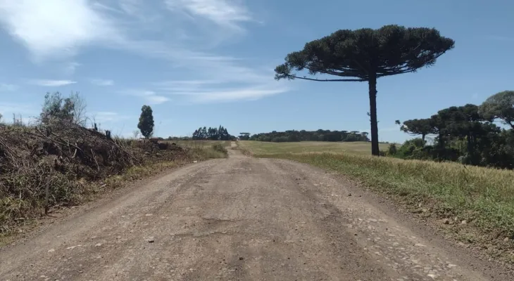 Homem que desmatava floresta da maior reserva de araucárias do mundo é condenado no PR