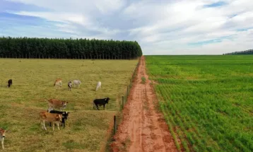 Maringá tem a terra agrícola mais cara do Paraná, aponta levantamento da Seab