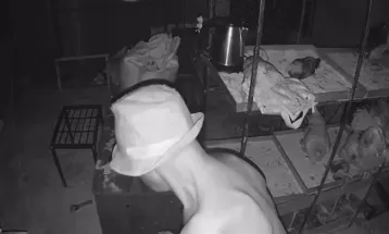 Flagrante de zoofilia: homem é preso após abusar de galinhas em Cascavel