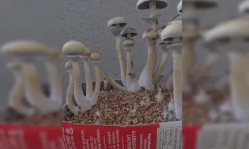 Estudante de veterinária da UnB é presa por traficar droga conhecida como Blue Honey