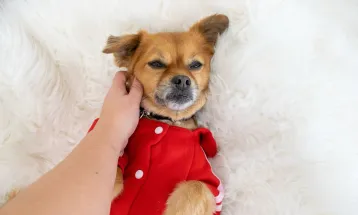 Temperaturas mais baixas exigem atenção redobrada à saúde dos pets
