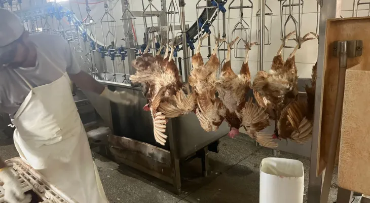 Prefeitura de Foz formaliza abate sanitário de 6 mil aves apreendidas pela PF
