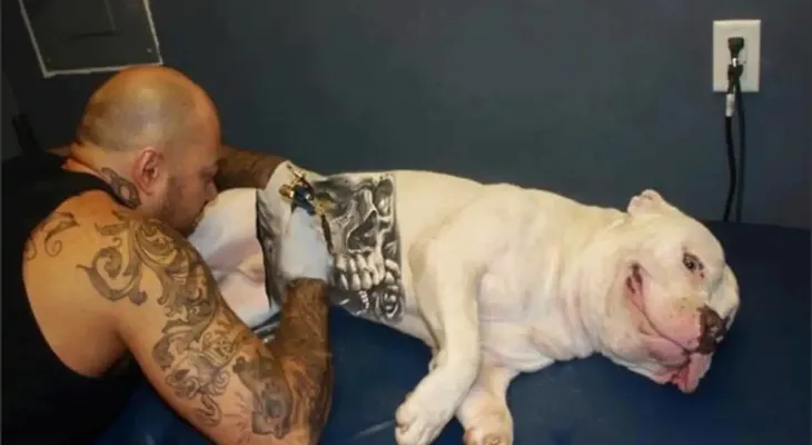 Governo sanciona lei que proíbe tatuagens e piercings em cães e gatos