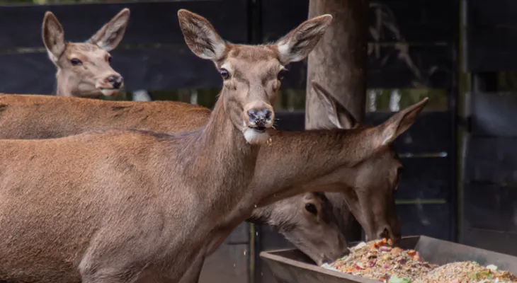 Cardápio de inverno dos animais do Zoo de Curitiba tem até polenta com frango