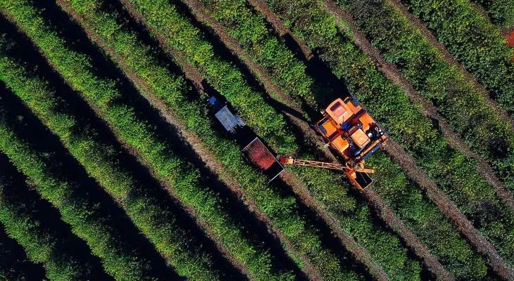 Colheita de 713 mil sacas de café chega a 36% no Paraná; cultura alcança R$ 1,1 bilhão