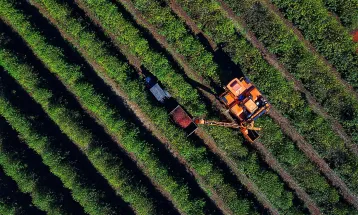 Colheita de 713 mil sacas de café chega a 36% no Paraná; cultura alcança R$ 1,1 bilhão