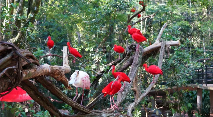 Parque das Aves reforça cuidados com os animais durante o inverno