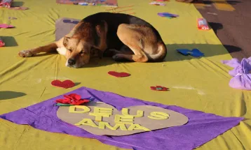 Cachorro “rouba a cena” ao dormir sobre tapete de Corpus Christi em Toledo
