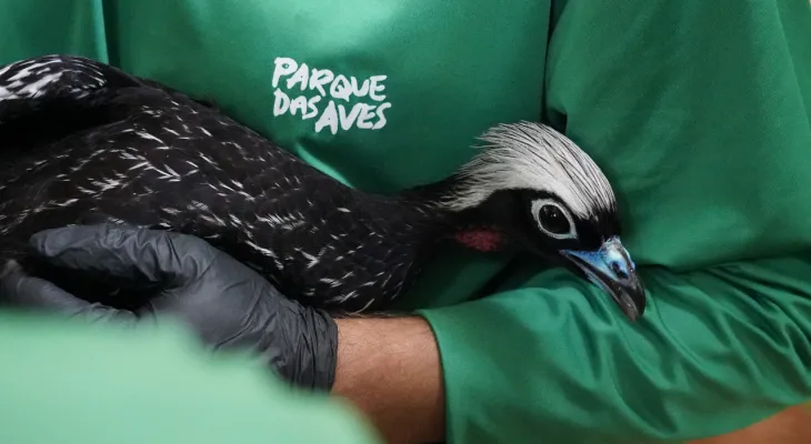 Três jacutingas nascidas no Parque das Aves são enviadas para reintrodução na Mata Atlântica