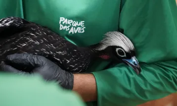 Três jacutingas nascidas no Parque das Aves são enviadas para reintrodução na Mata Atlântica