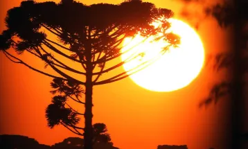 No Dia Nacional da Araucária, Paraná completa cinco anos da lei que permite o manejo sustentável da espécie