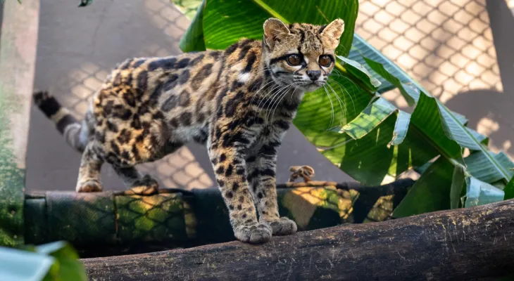 Filhote de gato-maracajá e harpias recebem microchip no Refúgio Biológico da Itaipu