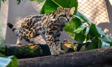 Filhote de gato-maracajá e harpias recebem microchip no Refúgio Biológico da Itaipu