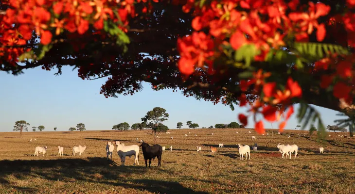 Atualização de rebanhos entra na última semana com 70,3% das propriedades cadastradas