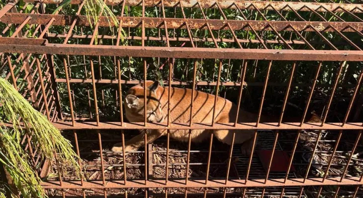 IAT devolve à natureza filhote de onça-parda capturado em propriedade rural do Noroeste