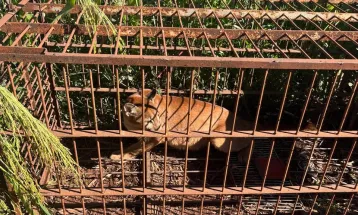 IAT devolve à natureza filhote de onça-parda capturado em propriedade rural do Noroeste