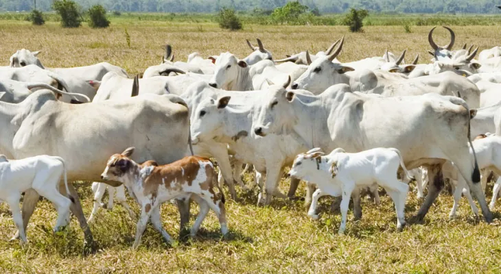 Reta final: produtor rural tem até 30 de junho para atualizar rebanho