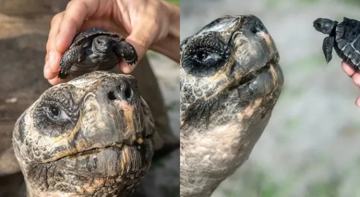 Tartaruga de 135 anos vira pai pela 1ª vez e pode entrar para o Guinness