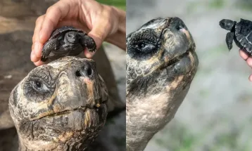 Tartaruga de 135 anos vira pai pela 1ª vez e pode entrar para o Guinness