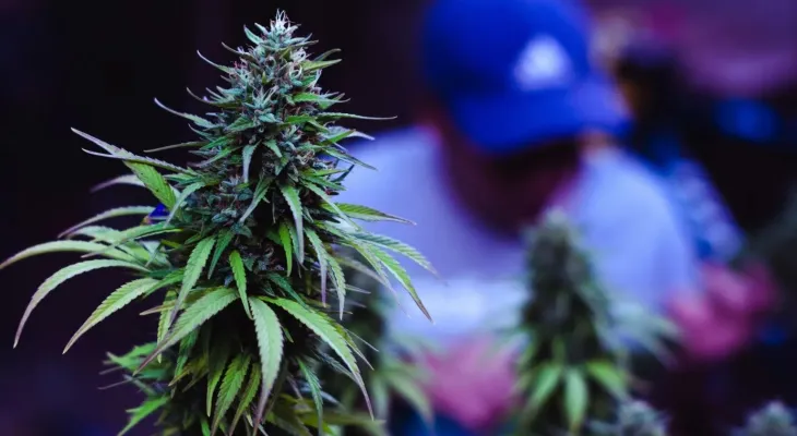 STJ desclassifica para consumo pessoal plantação de 56 pés de maconha