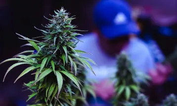 STJ desclassifica para consumo pessoal plantação de 56 pés de maconha